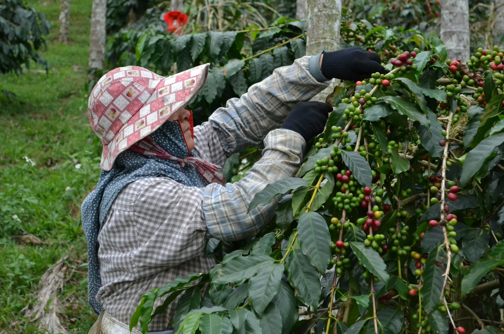 Hand-picking ripe coffee cherries
